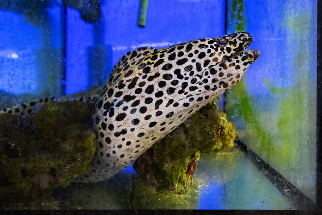 В одном из карантинных аквариумов дожидается пересадки в экспозицию леопардовая мурена